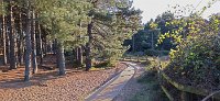 Holkham pine forest board walk 2