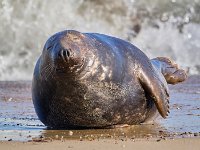 Horsey gap grey seals 1