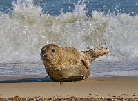 Horsey gap grey seals 2