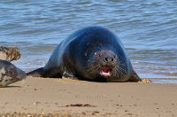 Horsey gap grey seals 3