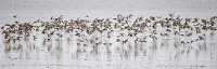 Knots flying low