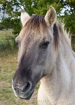 Konik horse Hickling