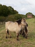 Konik horses Hickling
