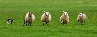 Make a Ewe turn