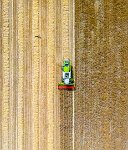 Red Kite and barley harvest