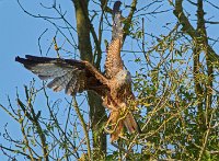 Red Kite