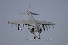 Harrier