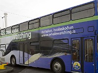 Iceland whale watching bus