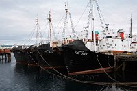Iceland-Reykjavik-whaling-fleet